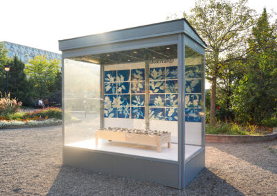 Vitrine d'exposition de l'artiste Francine Potvin dans le jardin du Technopôle Angus. Des sculptures de coquillages sont posés sur une table en bois devant un ensemble de photos de fleurs blanches